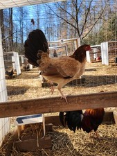 GT FARM|| Dozen Fertilized