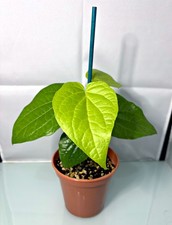 Betel Leaf Plant, Piper Sarmentosum, Paan Pata Plant La Lot Cha Plu Ready in Pot