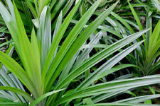 Dried PANDAN LEAVES/RAMPE Organic Herbs Plant Health Natural Pandanus Drink Tea