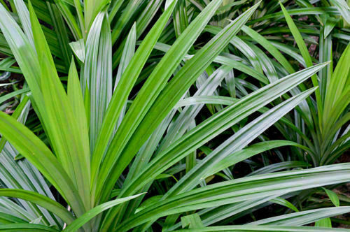Dried pandan leaves rampe - dried,