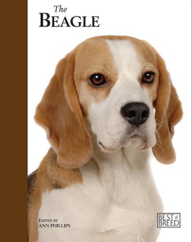 Beagle best breed by - of, ann