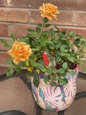 Glass Robin Hand Blown