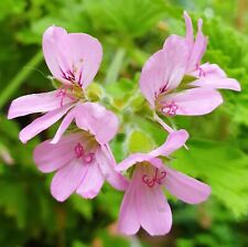 Pelargonium, Lemon Scented