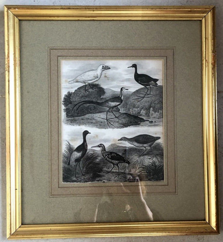 Antique print natural history - antique,