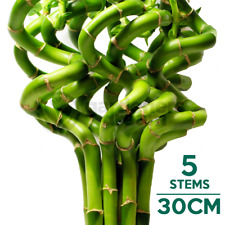 30cm Lucky Bamboo - 5 Spiral Stems - Indoor Plant Pot Garden Windowsill Bowl
