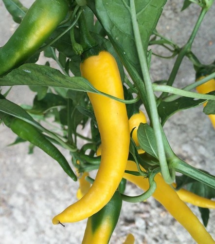 Pepper chilli golden - 2x,
