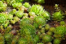 Sempervivum Seeds – Mixed