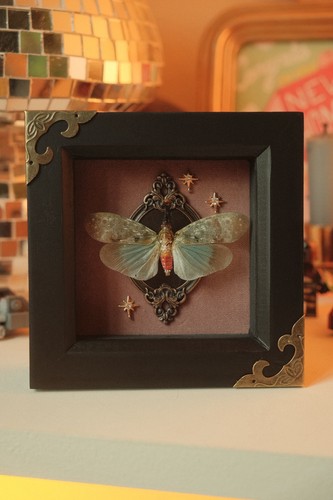 Wax lantern bug - wax,