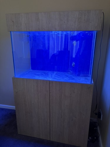 Marine aquarium fish - marine,