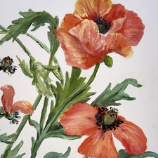 Large Botanical Watercolour