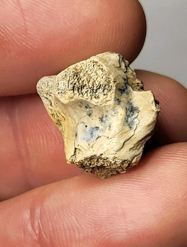 Hell creek vertebra dinosaur - hell,
