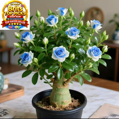 Desert rose hardy succulent - hardy,