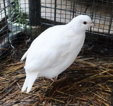 12 White Bobwhite quail eggs 