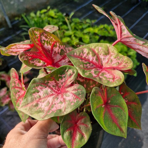 Caladium carolyn wharton - caladium, wharton'