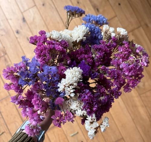 Sea lavender dried flower - dried,