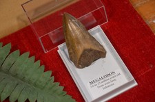 WOW, Genuine MEGALODON SHARK