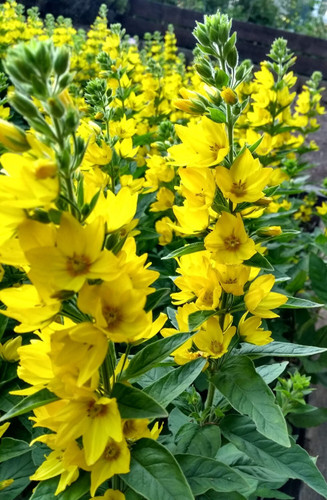 Yellow loosestrife lysimachia - yellow,