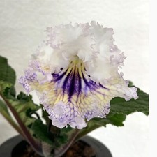 Streptocarpus PK-7092-Plug