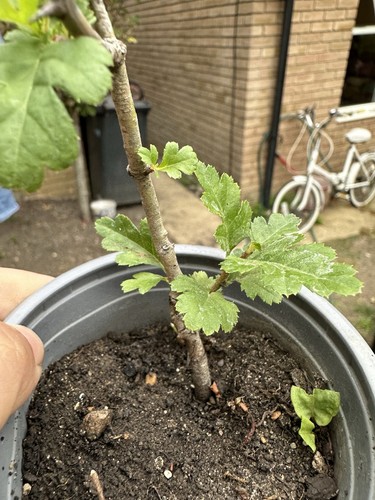 Hawthorn tree baby bonsai - hawthorn,