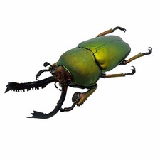 Saw tooth green stag beetle - green,