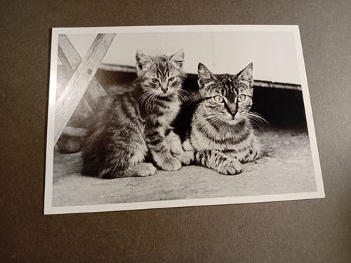 Postcard cat black and - postcard,, cat,