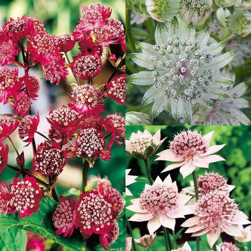 Astrantia collection hardy - astrantia,