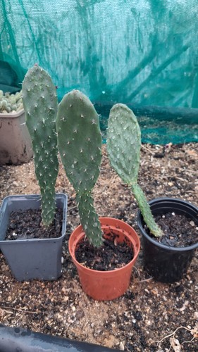Opuntia prickly pear cacti - pear,
