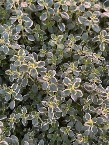 Thyme variegated gold - 🌿,