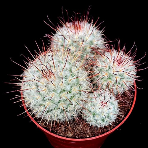 Mammillaria bombycina cactus - bombycina,