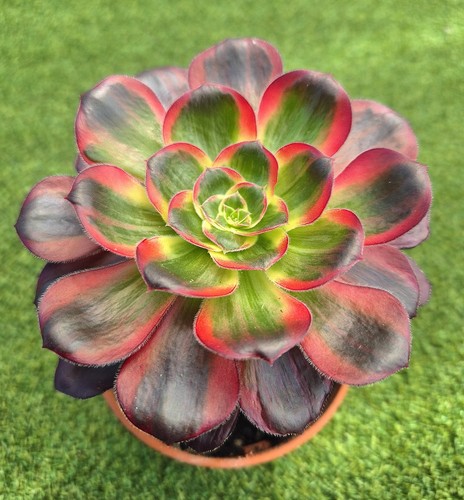 Aeonium voodoo silk - aeonium,