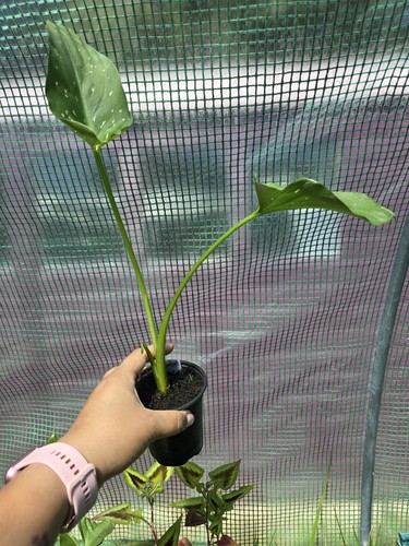Zantedeschia hercules calla - zantedeschia, hercules/calla