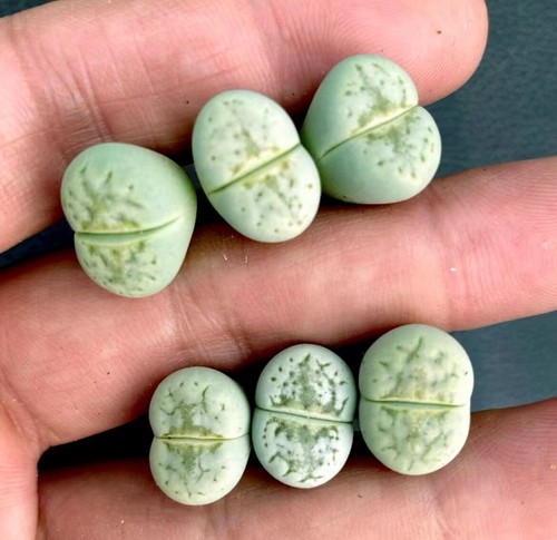 Sale 2cm lithops c297a - sale,