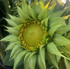 SunFill Green Sunflower 10