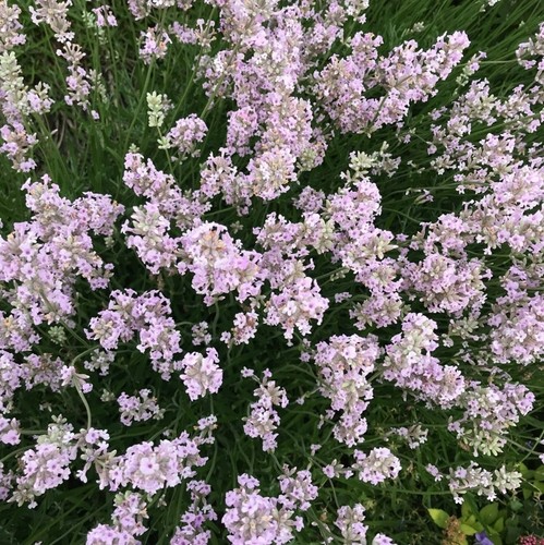 Lavender angustifolia rosea - lavender, 'rosea'