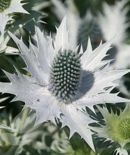 Eryngium miss - eryngium, holly)