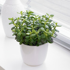 Crassula Minor Houseplant - Live Decorative Indoor 'Jade Money' Plant 12cm Pot