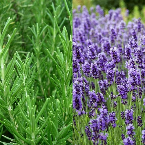 Large herbs plants 1 x - herbs,
