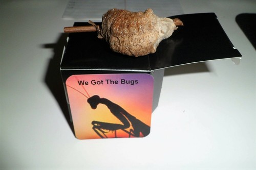 Praying mantis egg - 1,