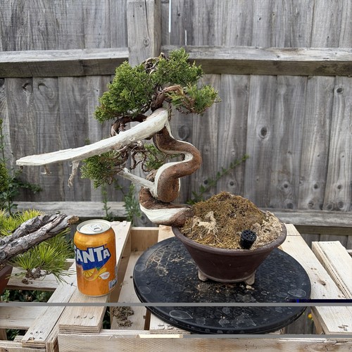 Itoigawa juniper years old - itoigawa, old+