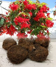 5 RED PENDULA BEGONIA TRAILING