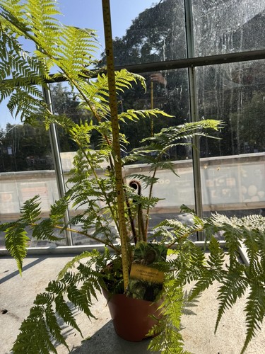 Cyathea cooperi australian - cyathea,