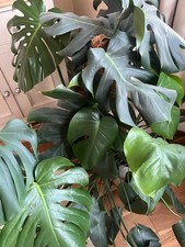 Extra Large Monstera deliciosa