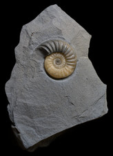 Asteroceras obtusum