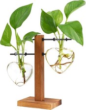 Plant Terrarium Propagation