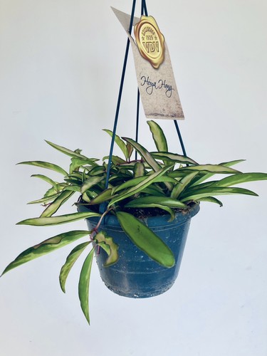 Hoya wayetti tricolor - hoya,