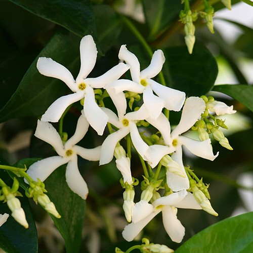 Climbing plants star jasmine - climbing,