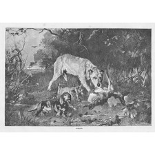 DOGS 'Outlaws' - Antique Print 1884