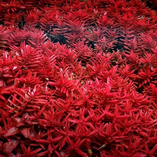 Rotala blood red - blood,