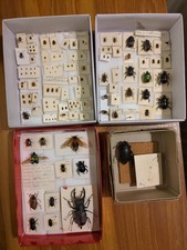 Small Collection Of Beetles. Coleoptera