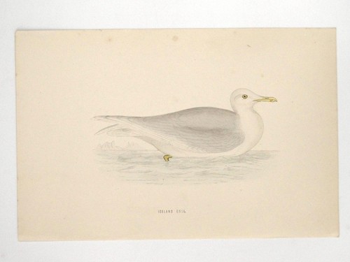 Iceland gull british bird - british,